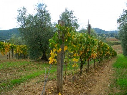 Autumn in Tuscany - the vineyards