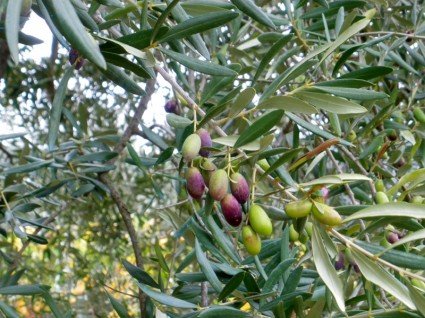 The olives almost ready to be harvested
