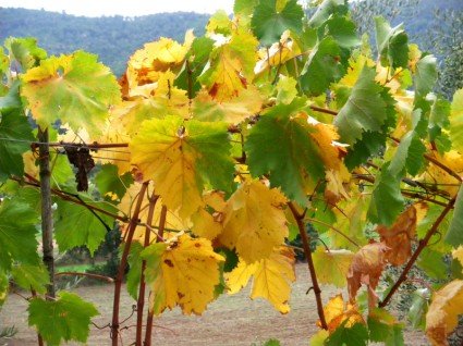 Yellow and green leaves in the vineyard