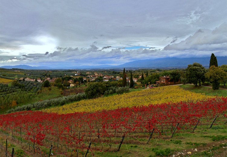 red vineyards