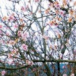 peach trees in bloom