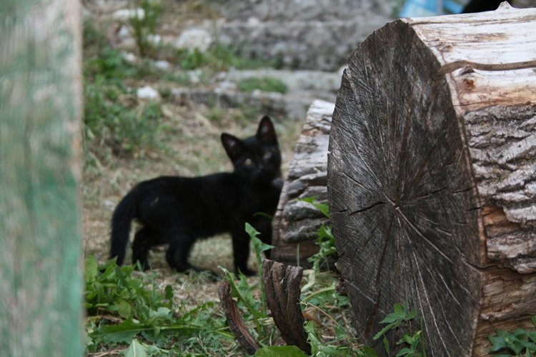 black cat in Tuscany